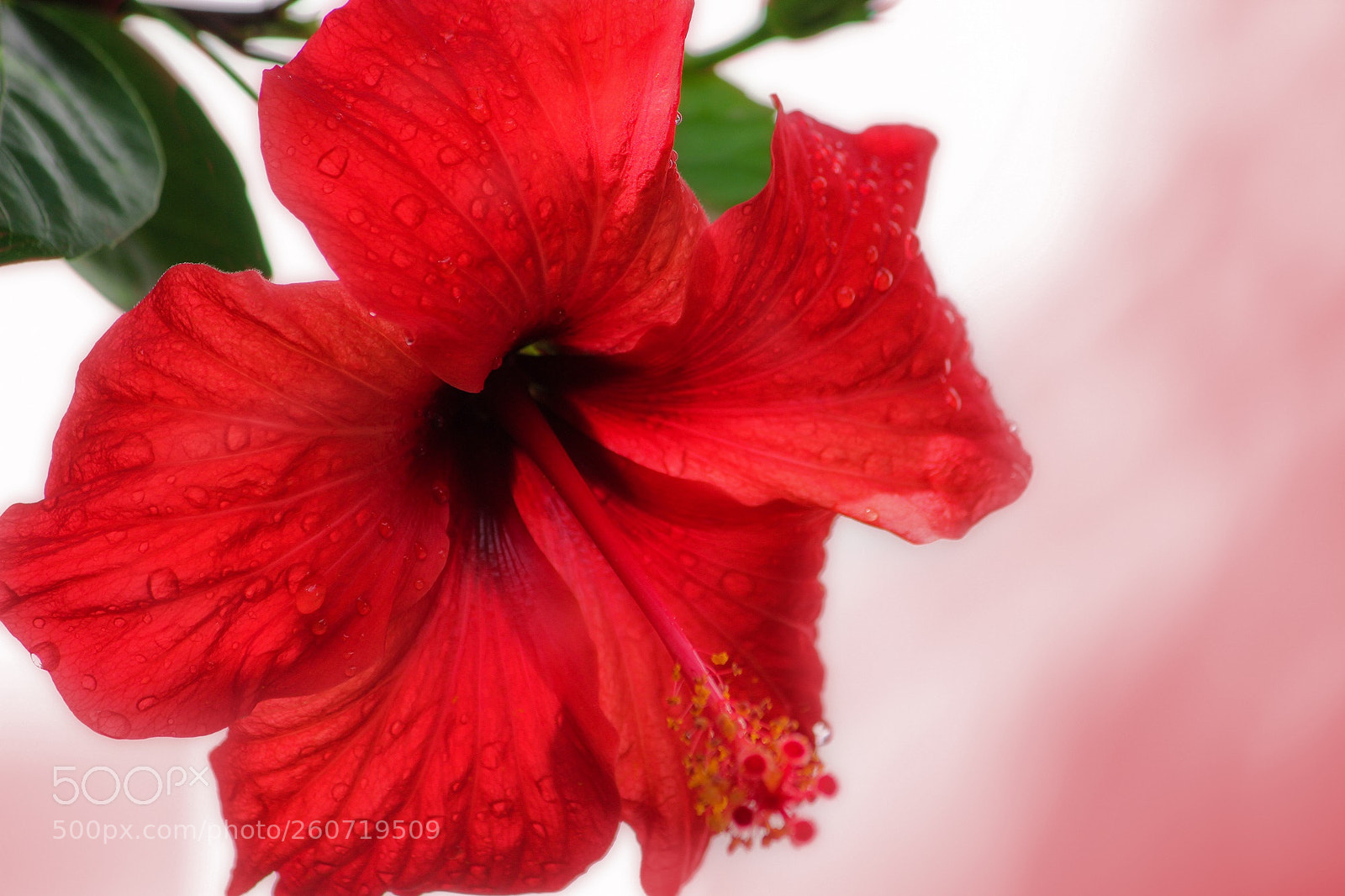 Canon EOS 550D (EOS Rebel T2i / EOS Kiss X4) sample photo. Red & white photography