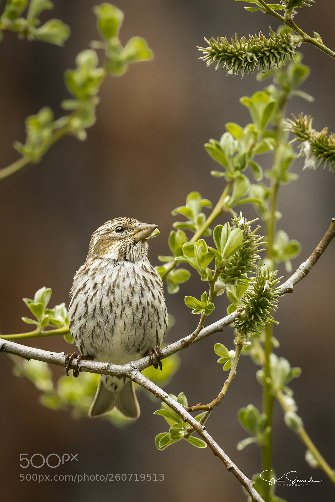 Nikon D850 sample photo. Female caissin's finch photography