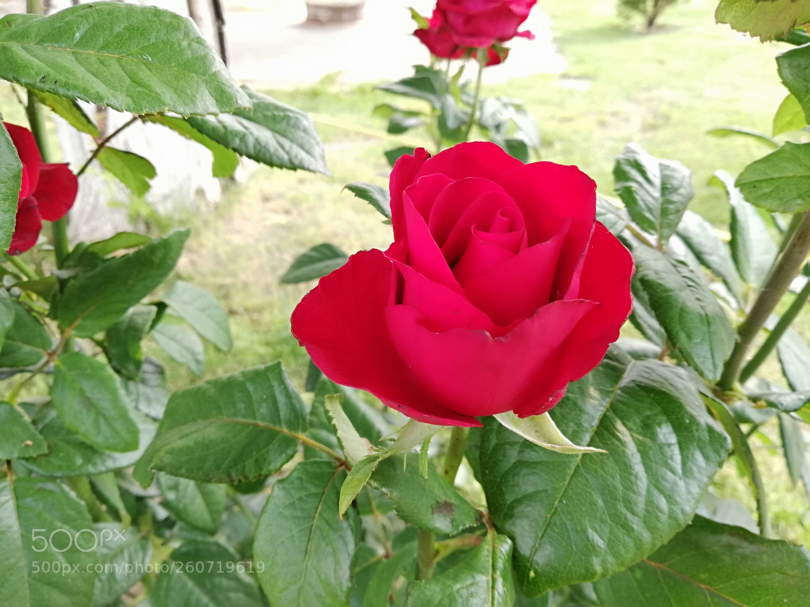HUAWEI P20 lite sample photo. Love photography