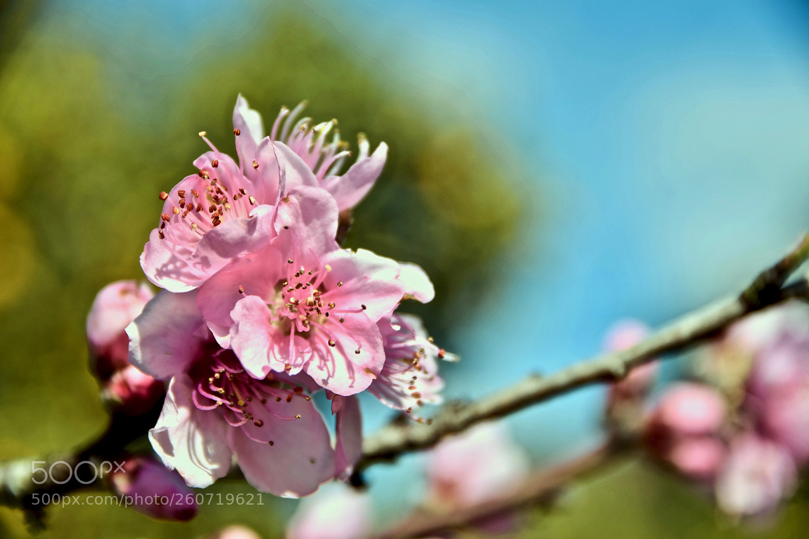 Nikon D5300 sample photo. Flowers (dsc_7800) photography