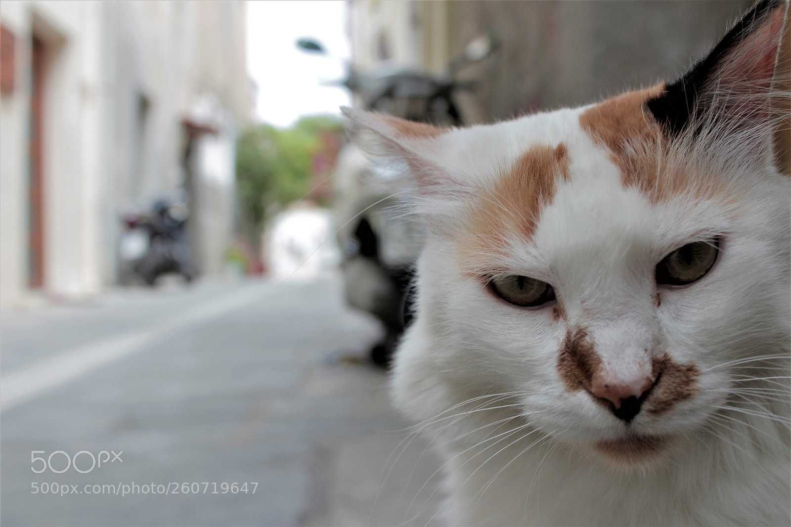 Canon EOS 600D (Rebel EOS T3i / EOS Kiss X5) sample photo. Cool cat photography