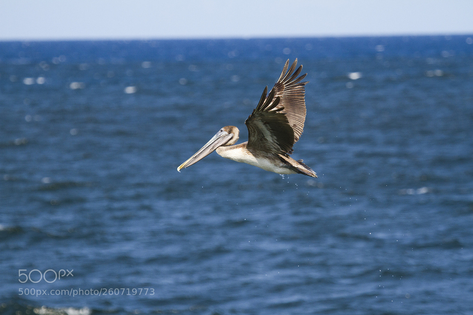 Canon EOS 7D sample photo. Young brown pelican photography