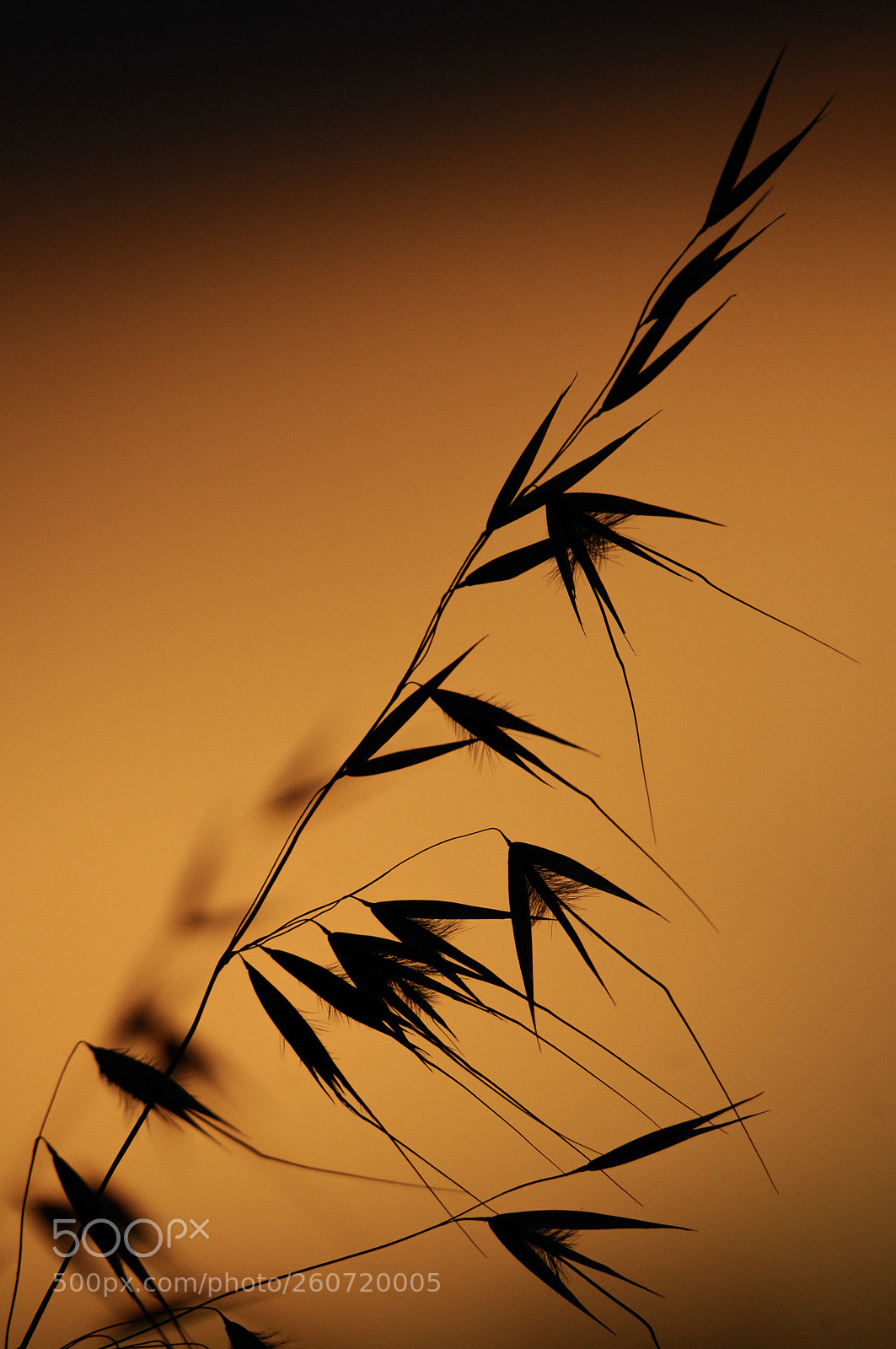 Nikon D300S sample photo. Clarobscur crepuscular. twilight chiaroscuro photography