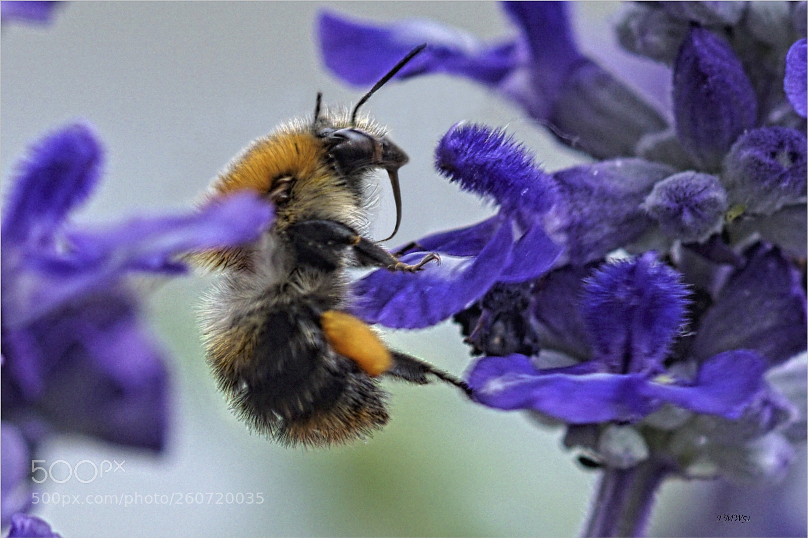 Sony ILCA-77M2 sample photo. Bumblebee photography