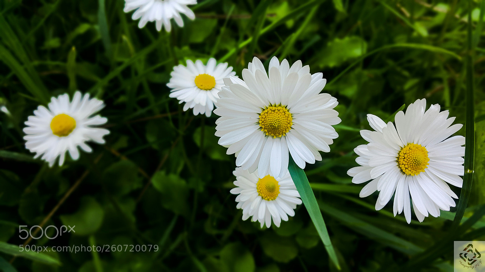 Samsung Galaxy Note4 sample photo. Daisy photography