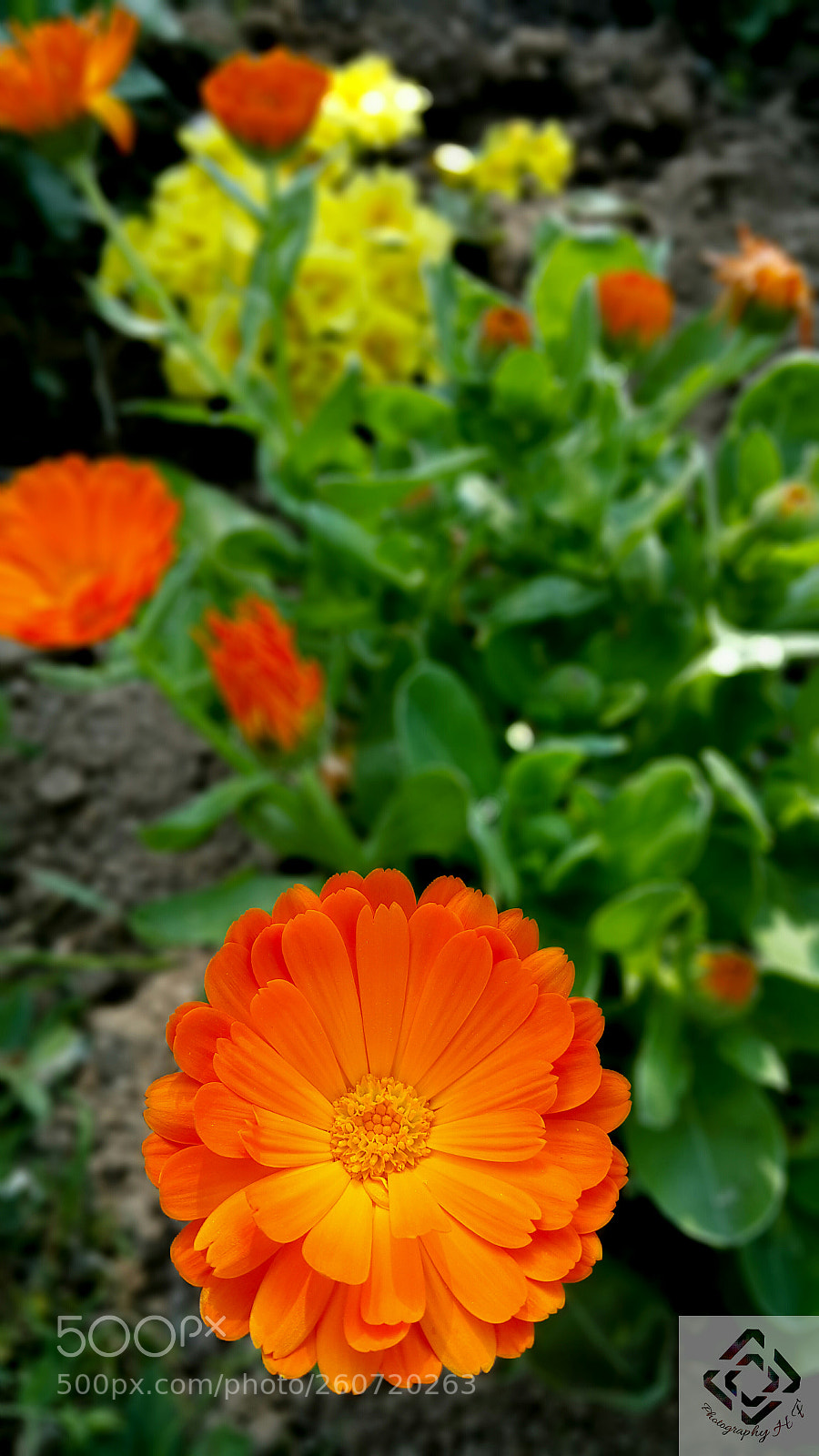 Samsung Galaxy Note4 sample photo. Flowers photography