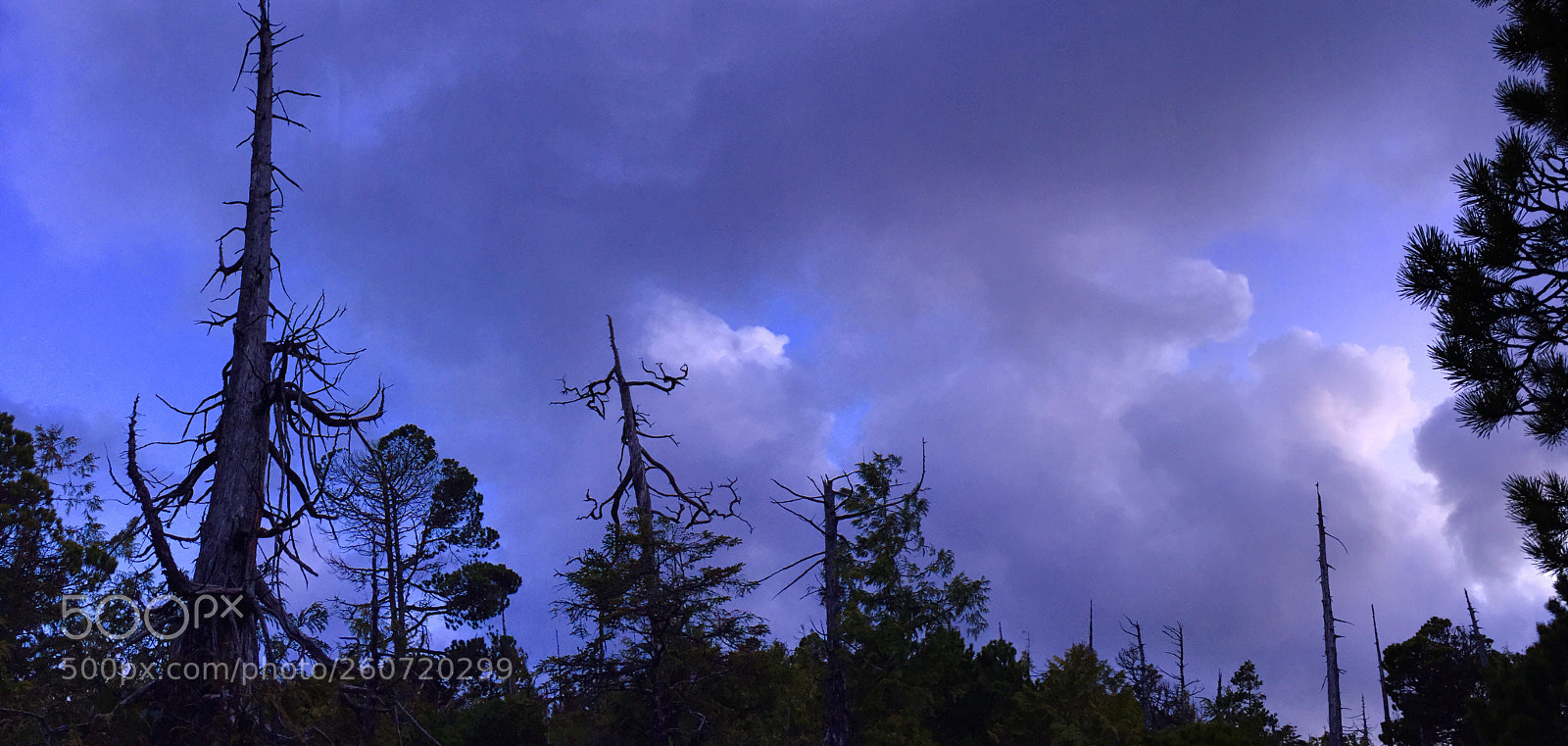 Apple iPhone 6 sample photo. Smokey bark  photography