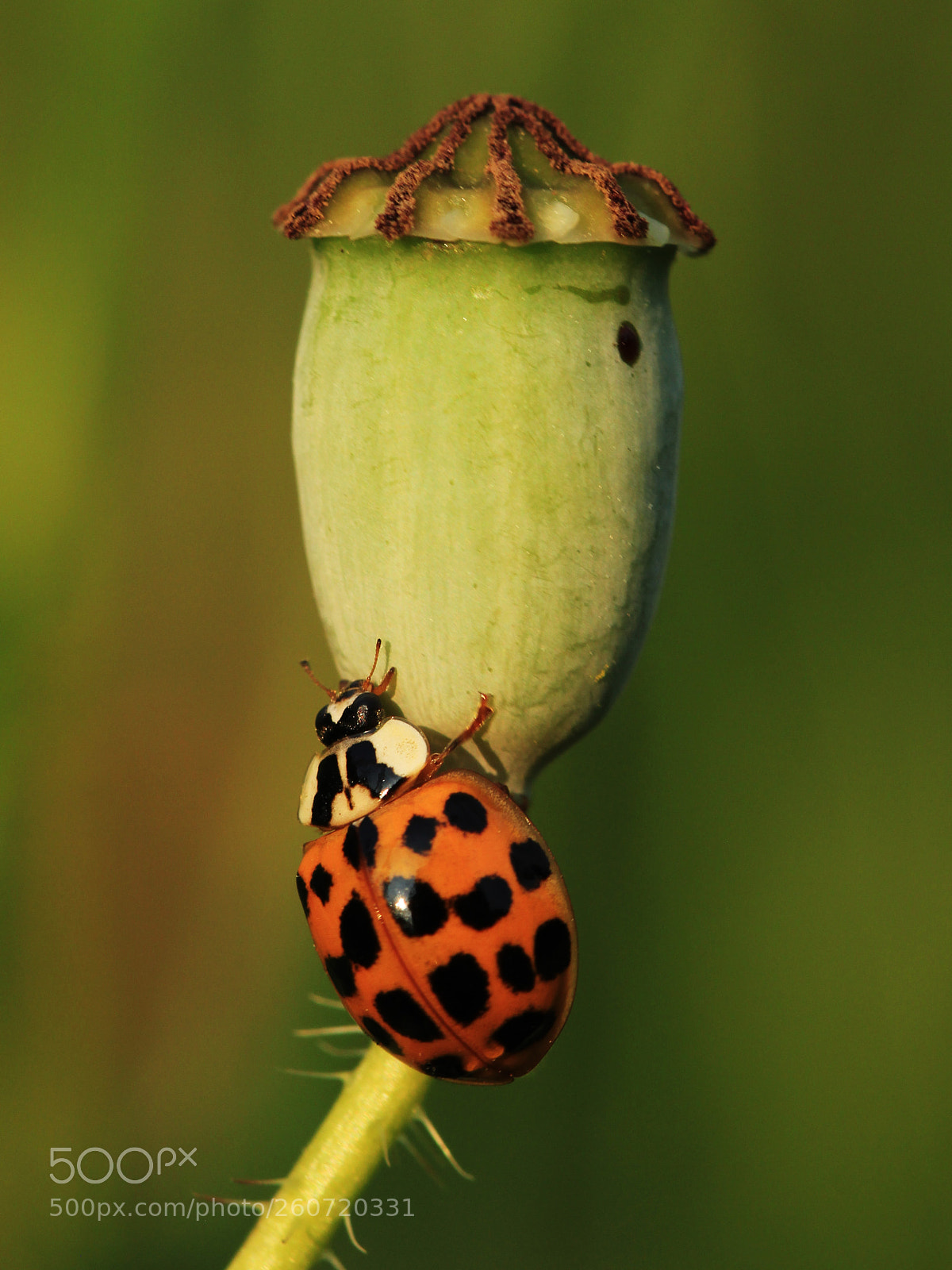 Canon EOS 700D (EOS Rebel T5i / EOS Kiss X7i) sample photo. Ladybug photography