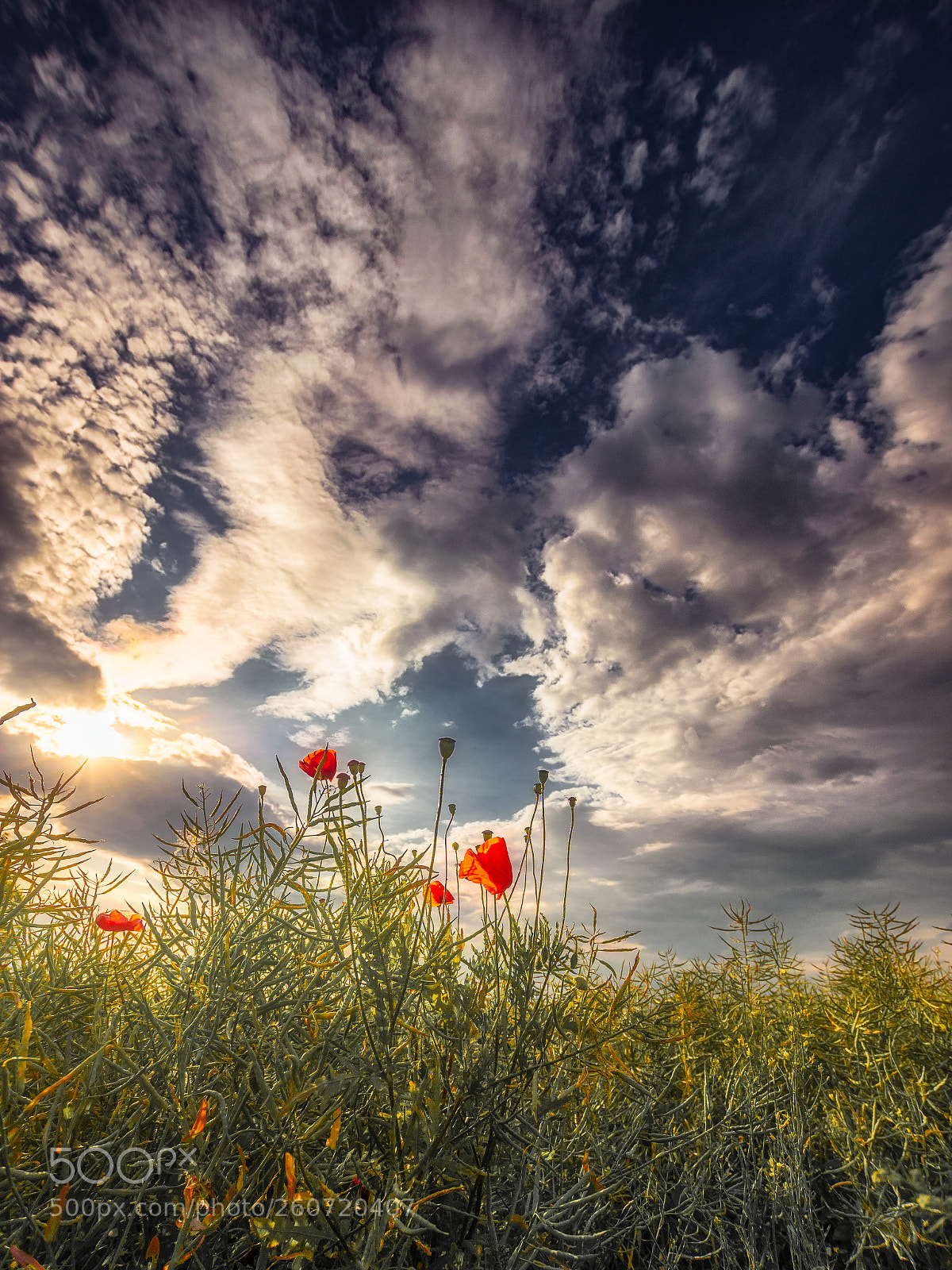 Nikon D5300 sample photo. Poppies photography
