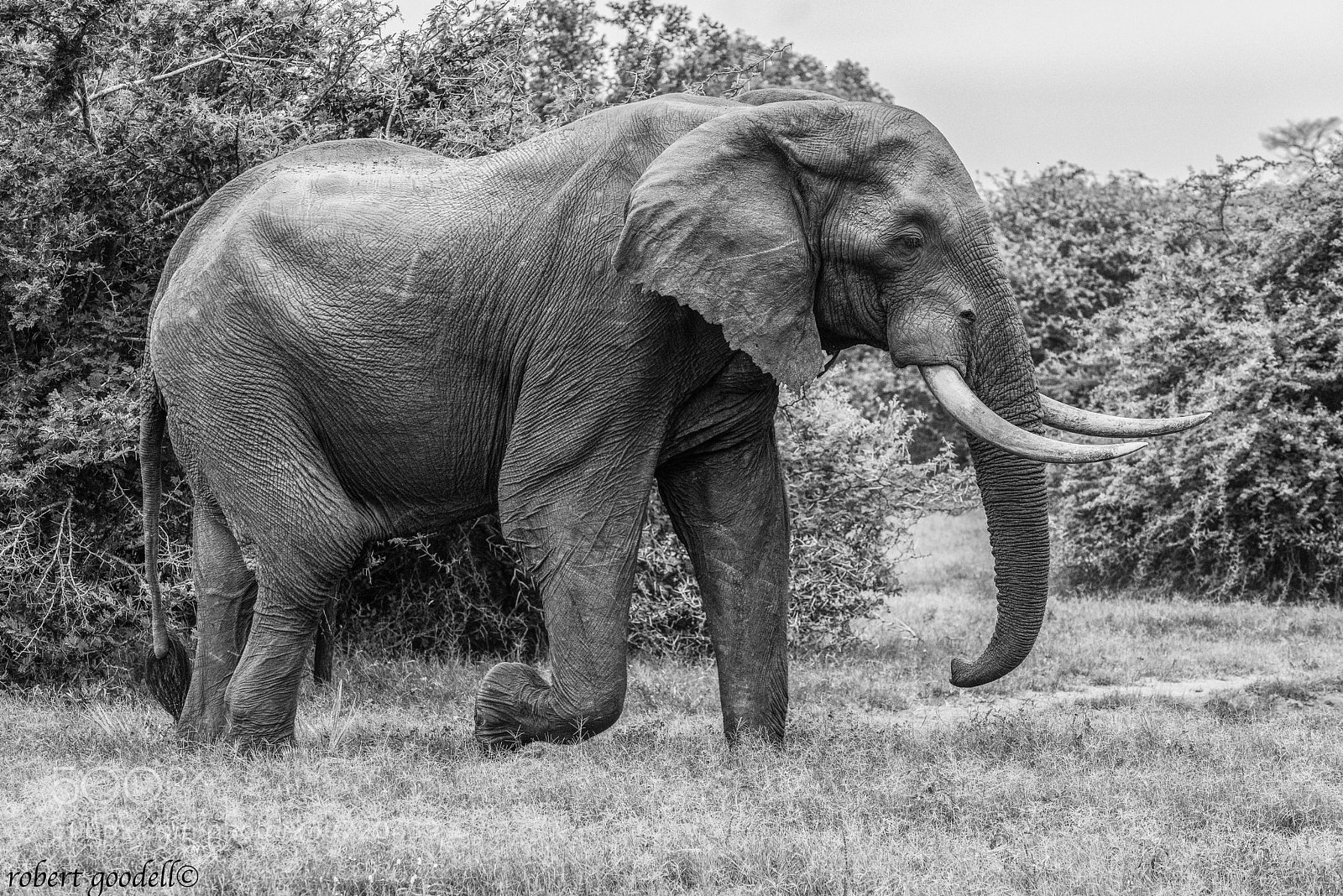 Nikon D810 sample photo. Big boy photography