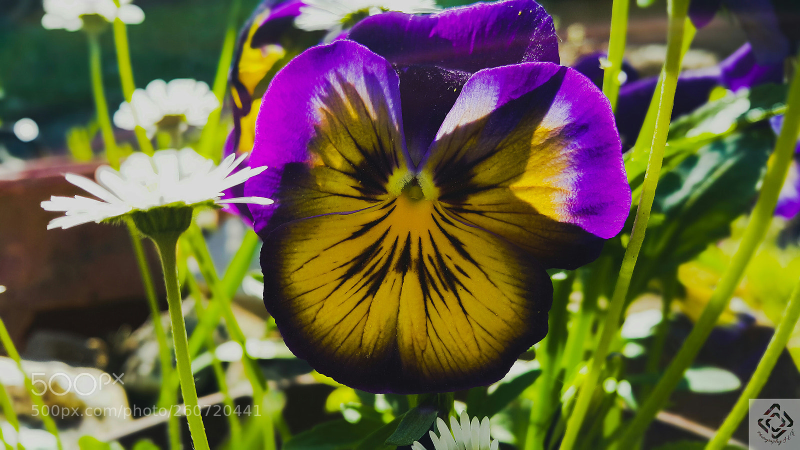 Samsung Galaxy Note4 sample photo. Flowers 2 photography