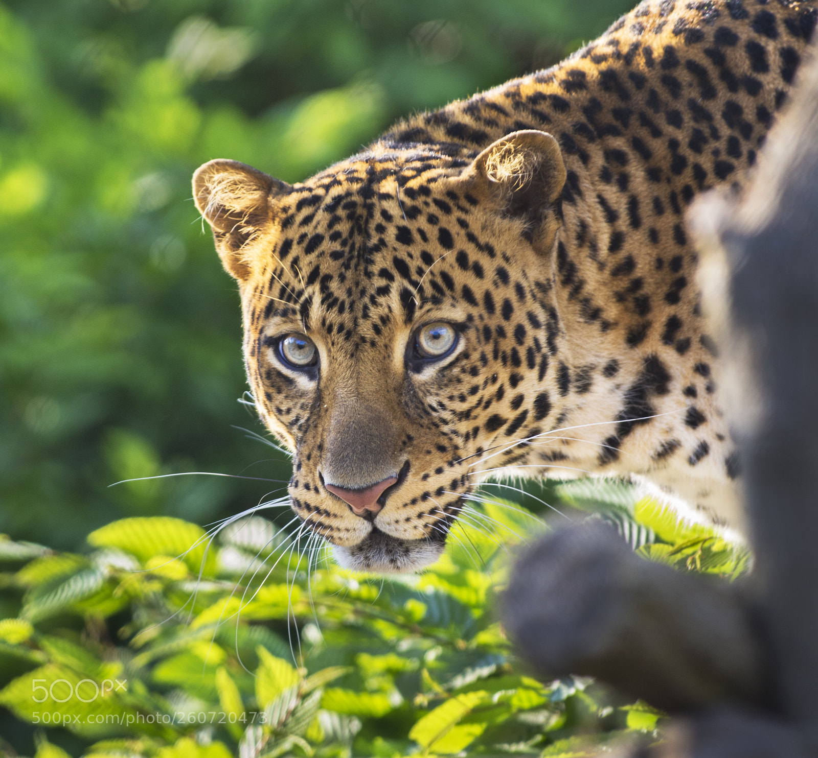 Nikon D7200 sample photo. Javan leopard photography