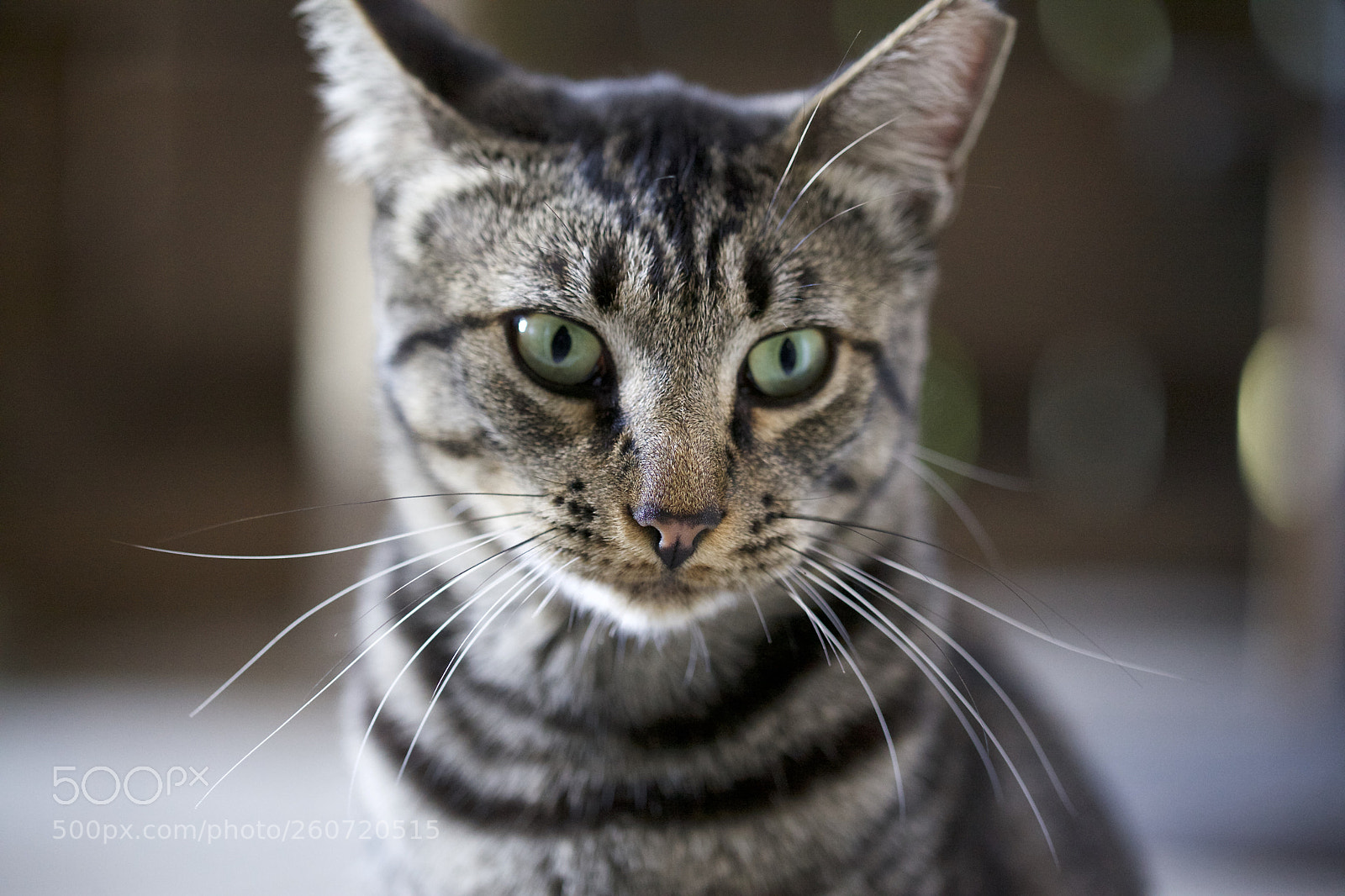 Canon EOS 5D Mark II sample photo. Beefy photography