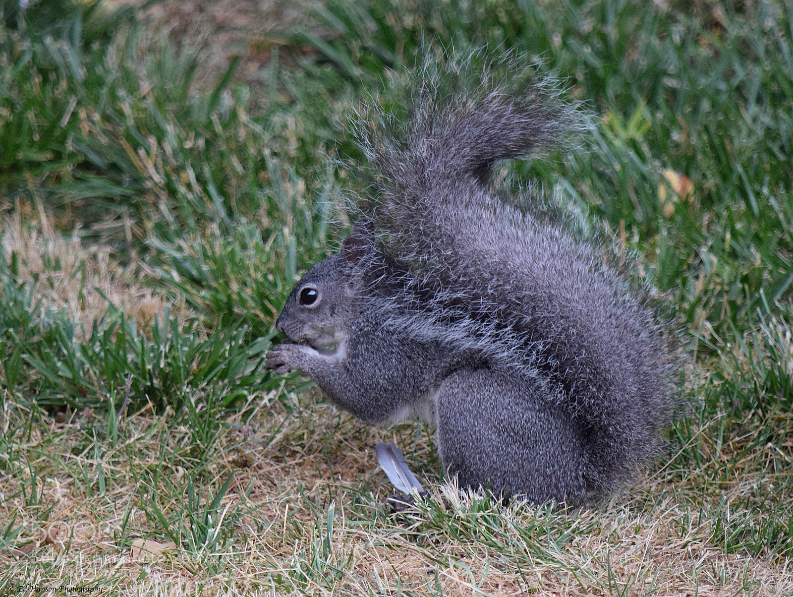 Nikon D3300 sample photo. What a beautiful tail photography