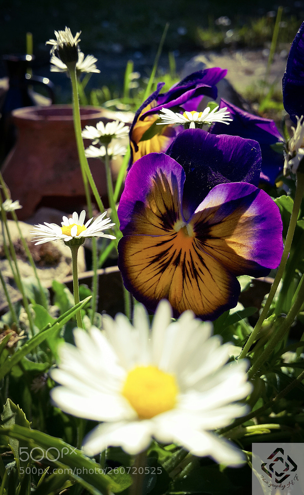Samsung Galaxy Note4 sample photo. Daisy and other flowers photography
