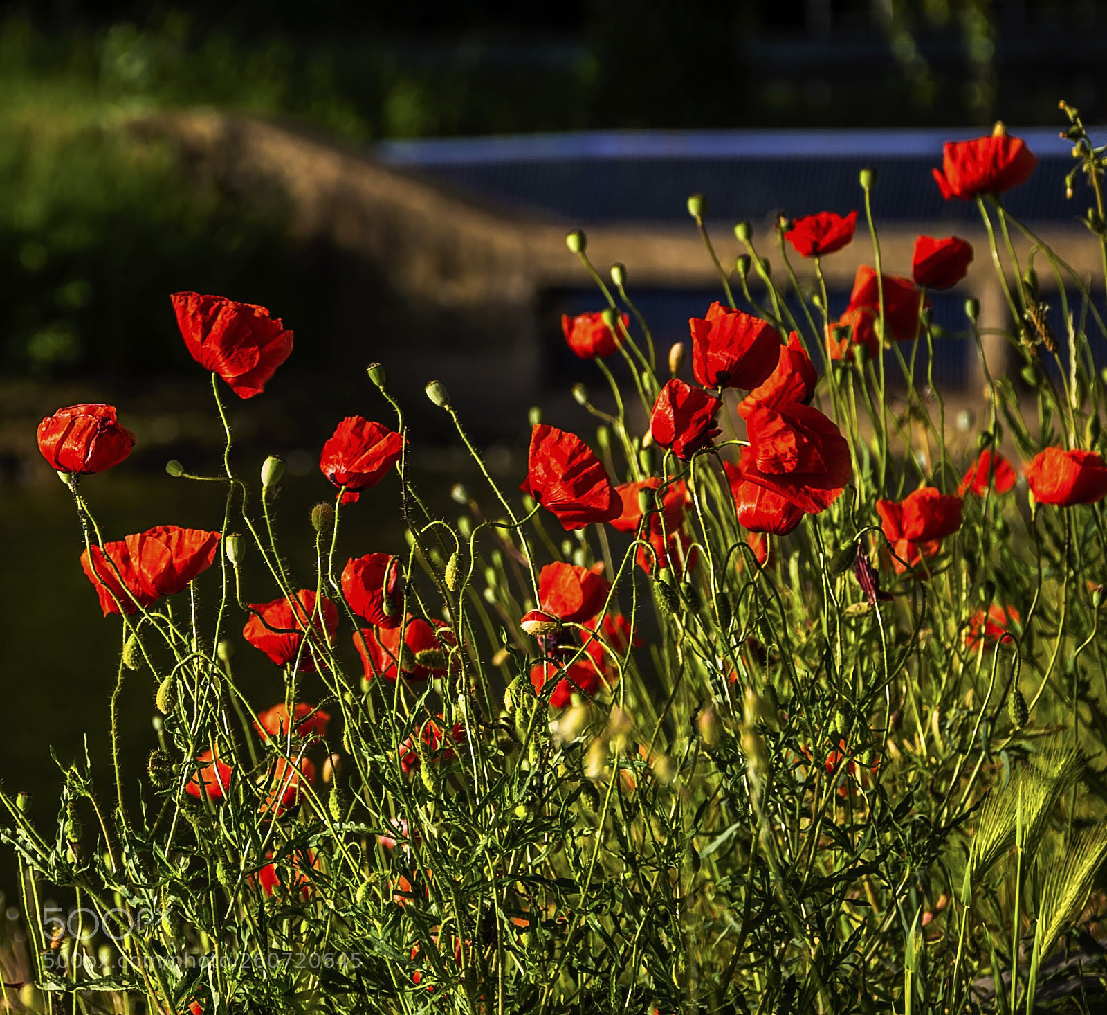 Nikon D60 sample photo. Poppy seeds by the photography