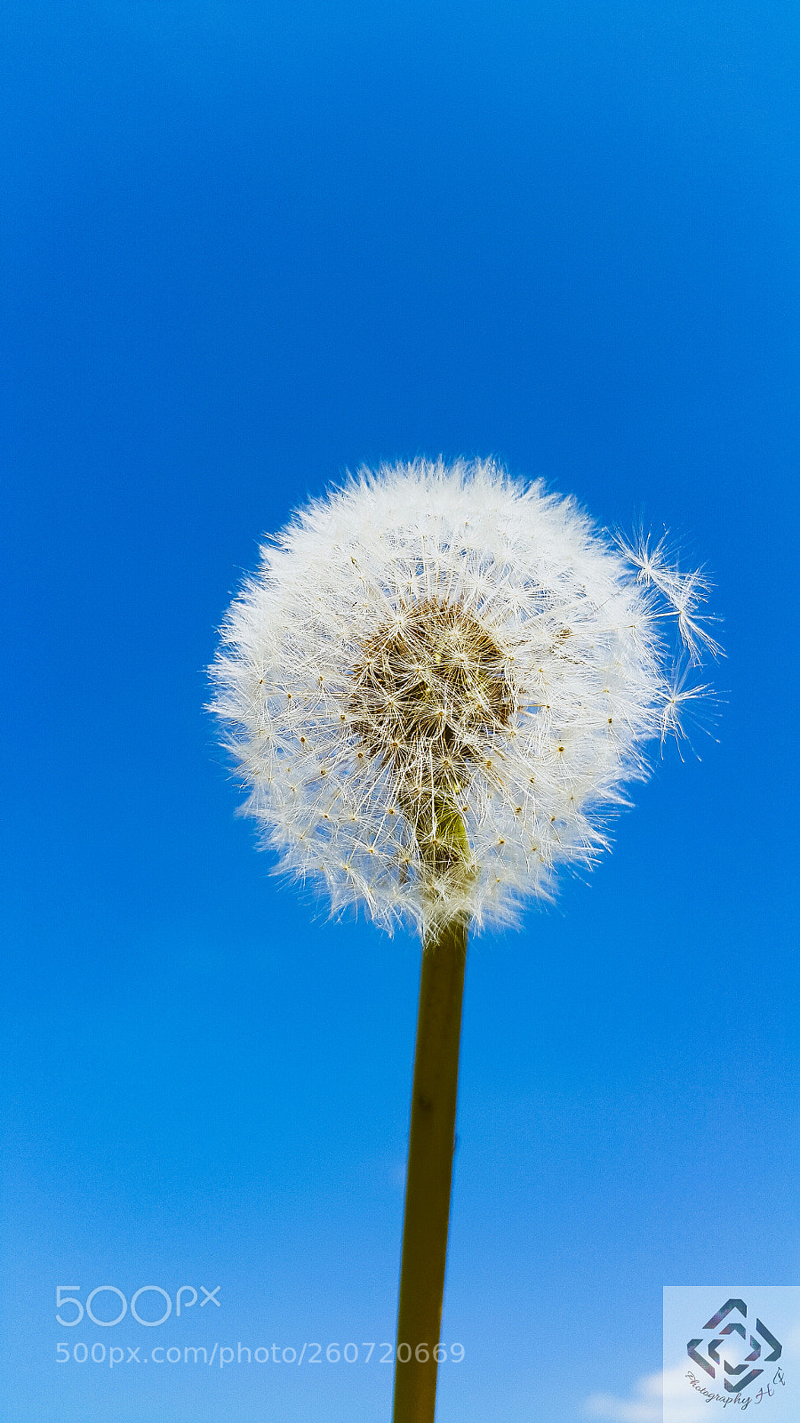 Samsung Galaxy Note4 sample photo. Dandelion photography