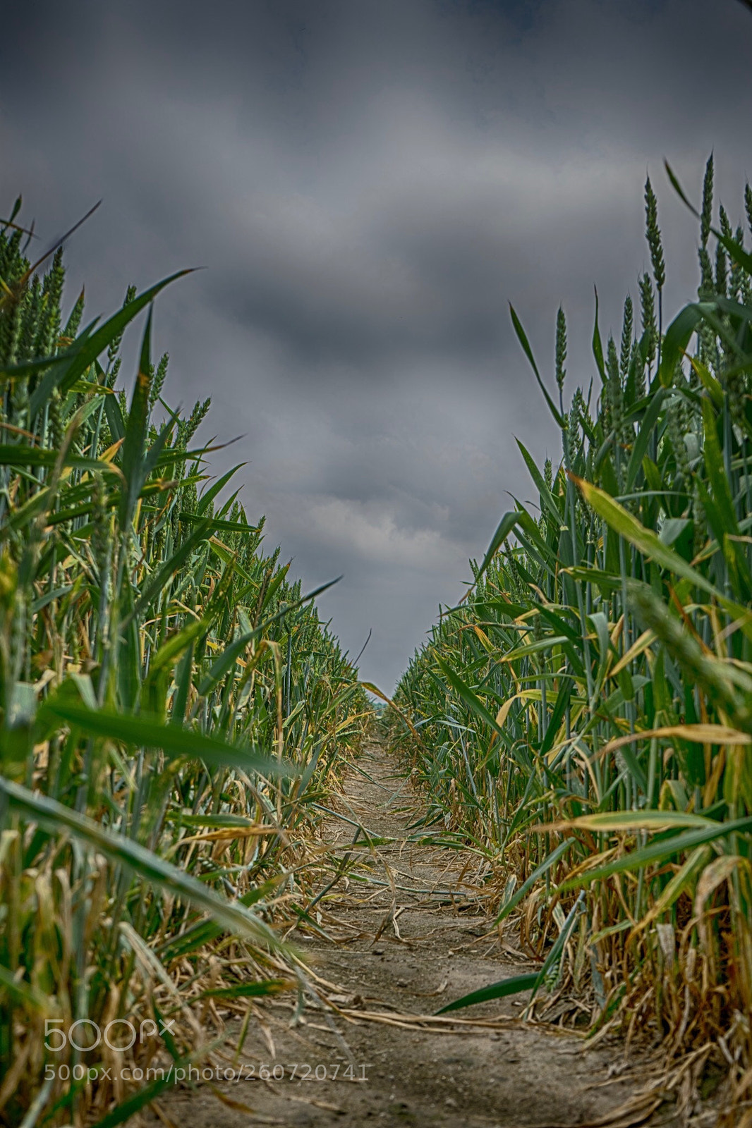 Sony a7 sample photo. Im kornfeld  photography