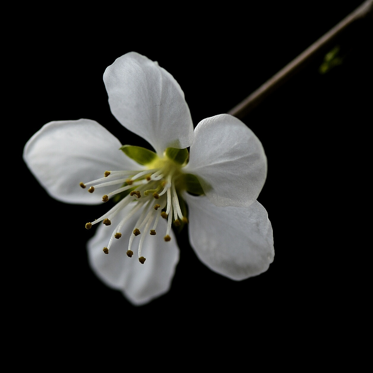 Nikon D500 sample photo. Apricot flower photography