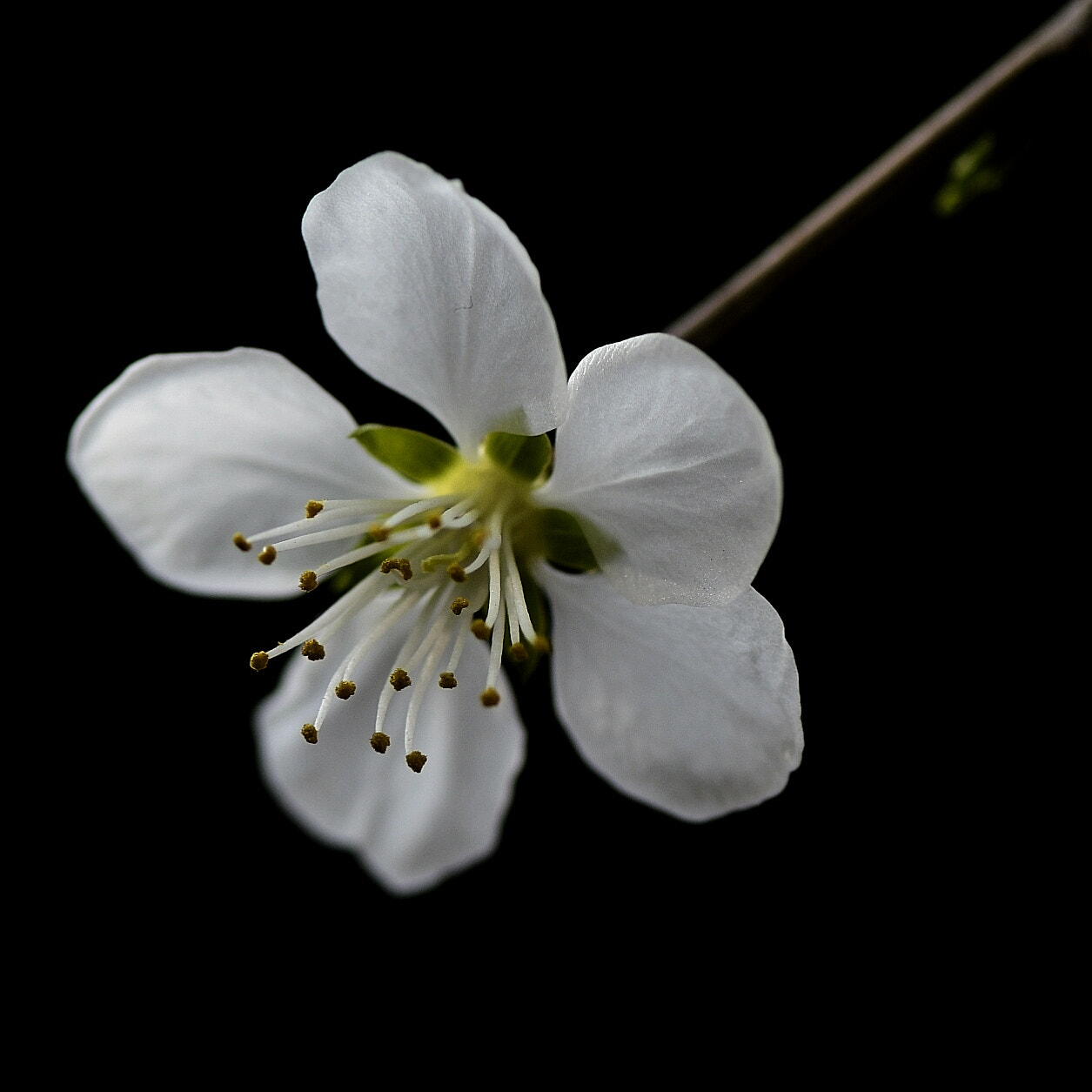 Nikon D500 + Nikon AF-S Micro-Nikkor 105mm F2.8G IF-ED VR sample photo. Apricot flower photography