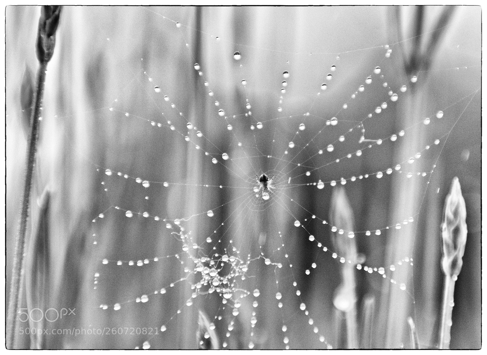 Nikon D3200 sample photo. AraÑa jpg photography