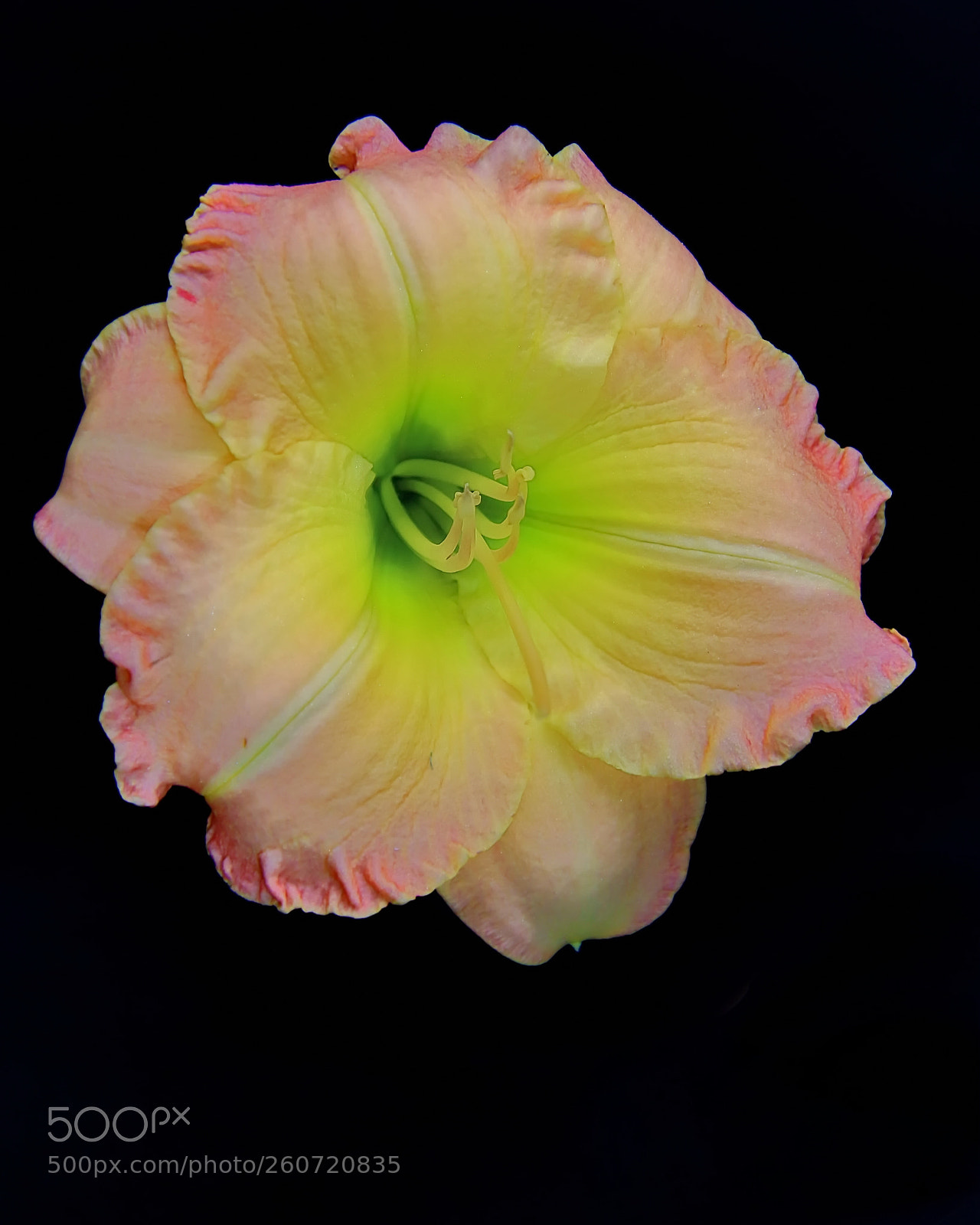 Canon EOS 7D Mark II sample photo. Flower photography