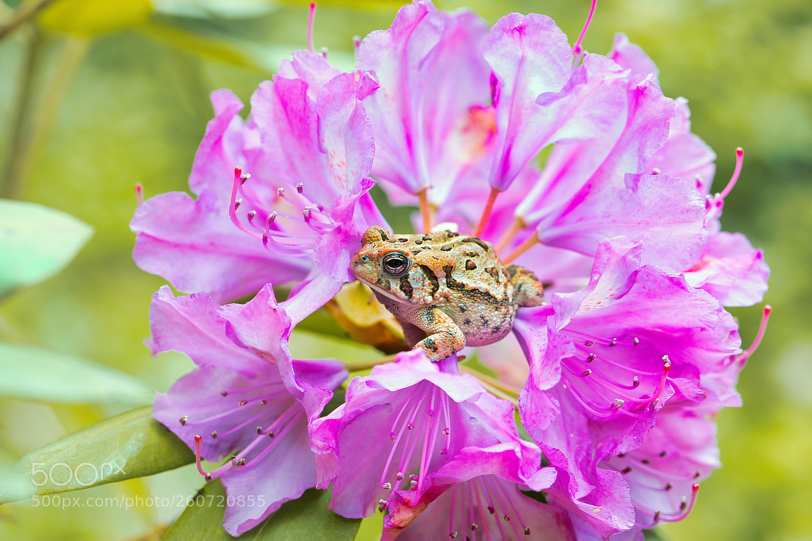 Canon EOS 5D Mark IV sample photo. Untitled photography