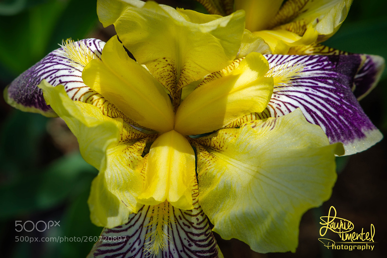 Nikon D7000 sample photo. Iris yellow i photography