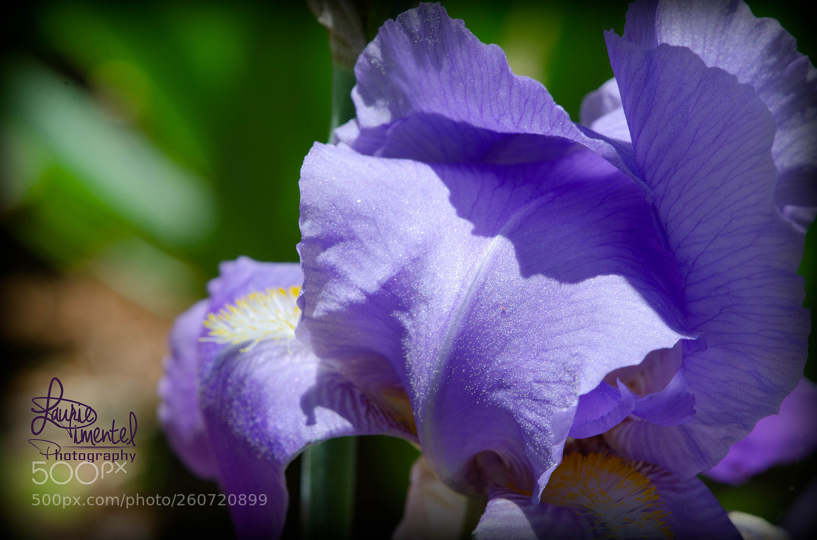 Nikon D7000 sample photo. Iris purple i photography