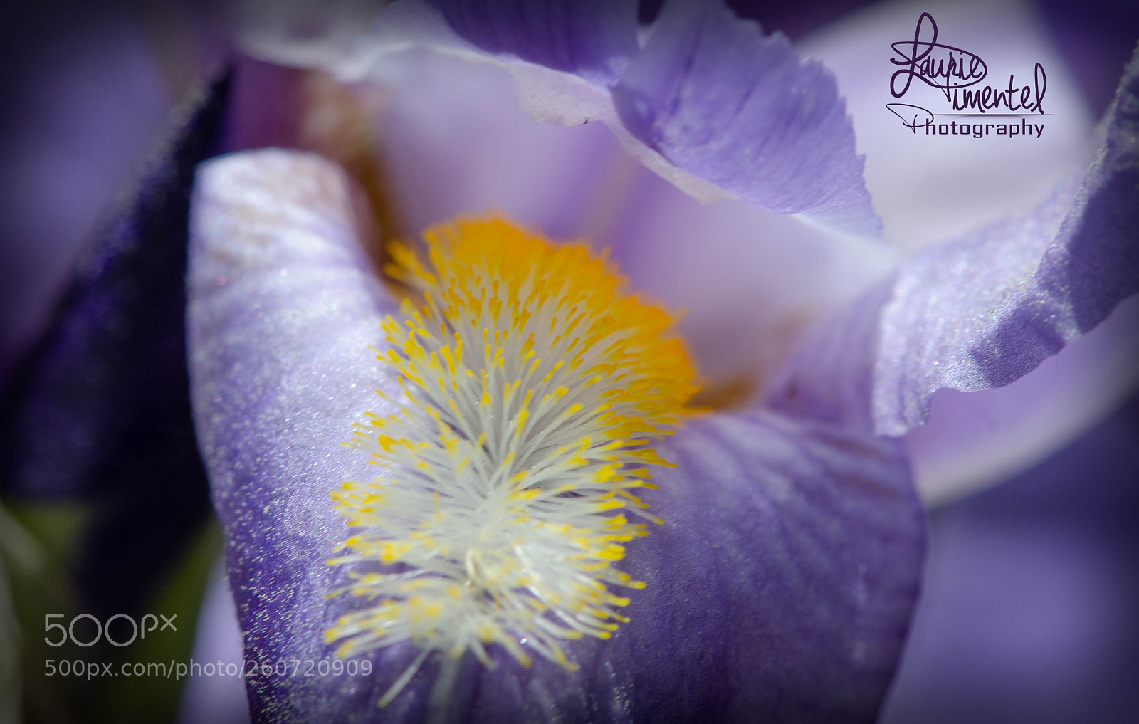 Nikon D7000 sample photo. Iris purple ii photography
