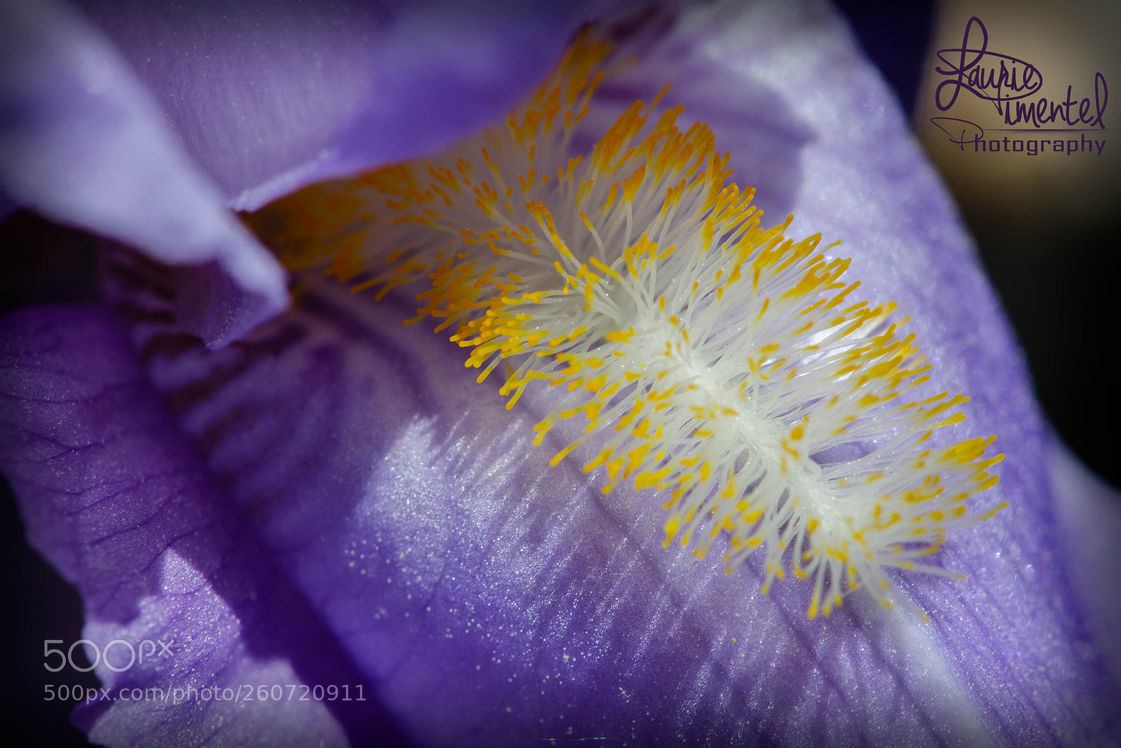 Nikon D7000 sample photo. Iris purple iii photography
