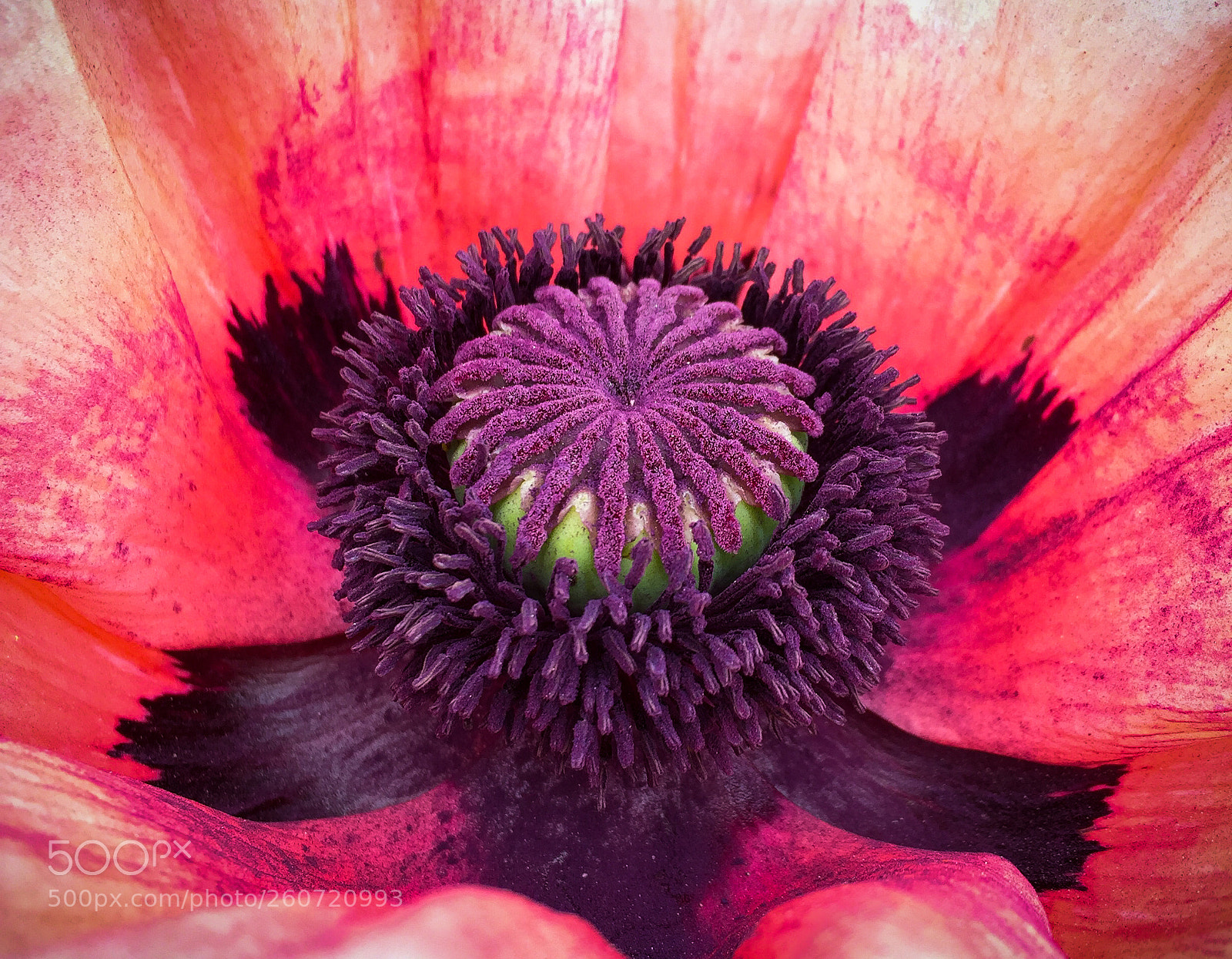 Apple iPhone 6 sample photo. Poppy pistil and stamen photography