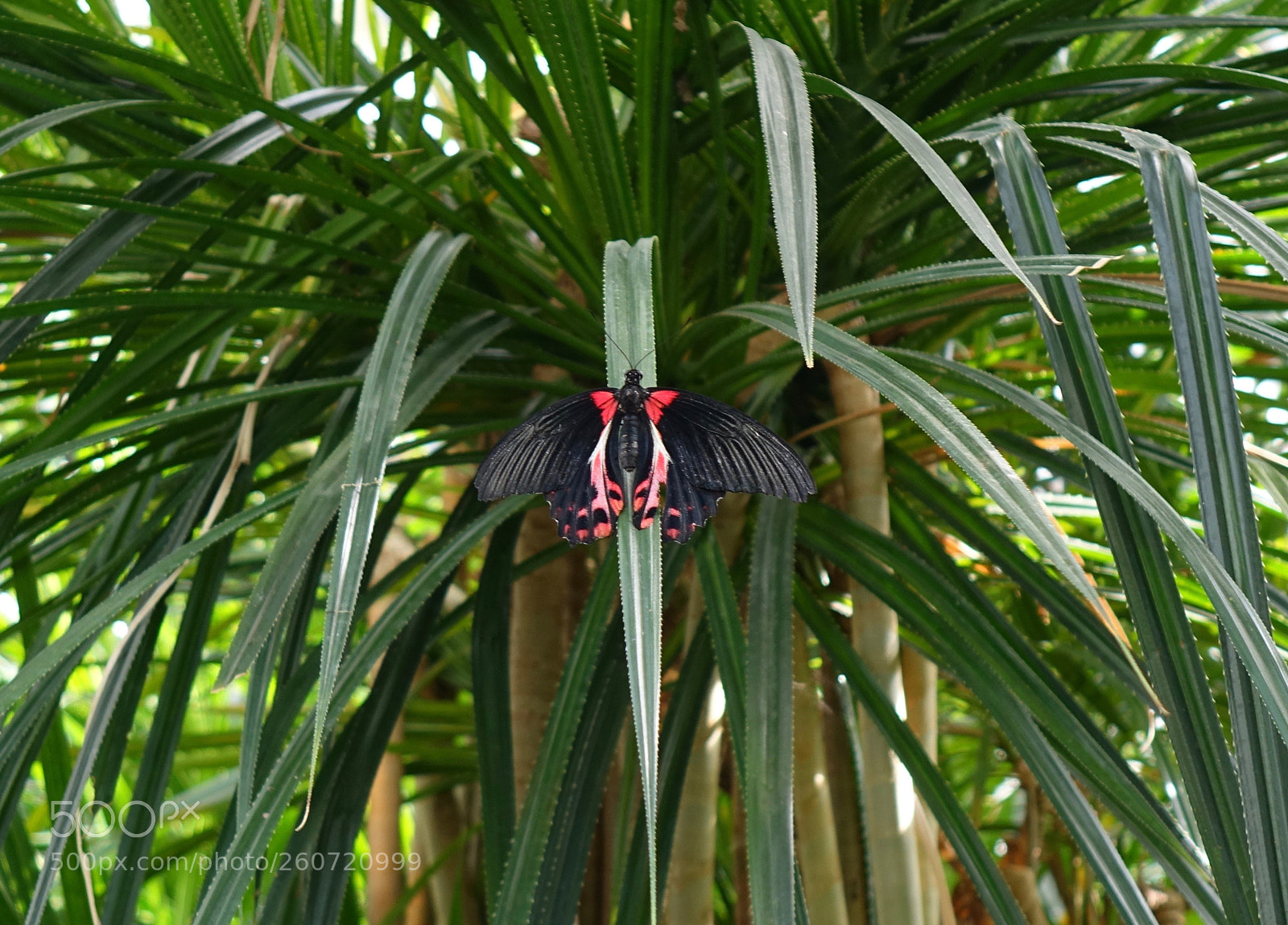 Sony Cyber-shot DSC-RX10 sample photo. Butterfly on tree photography
