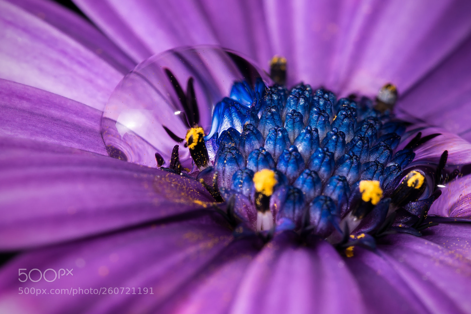Panasonic Lumix DMC-GX7 sample photo. Inside the african daisy photography
