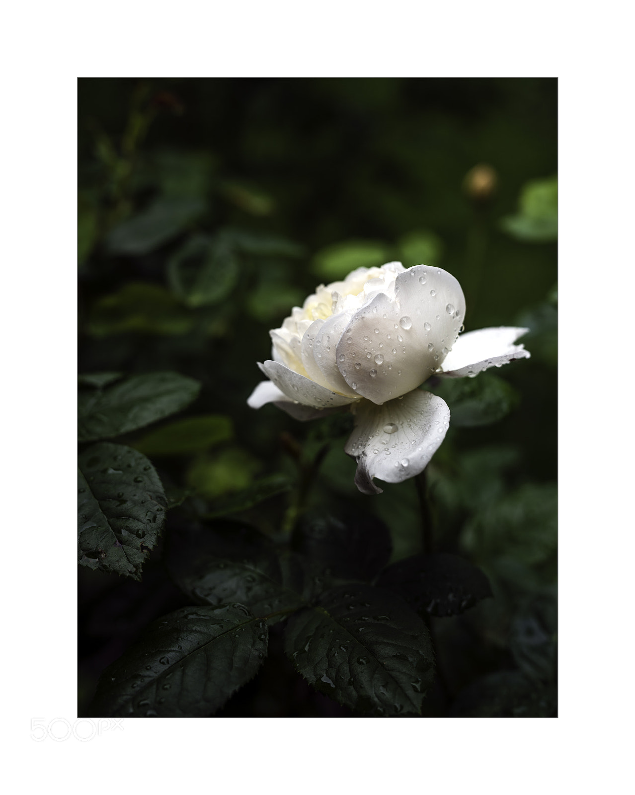 Nikon D810 sample photo. Rose photography