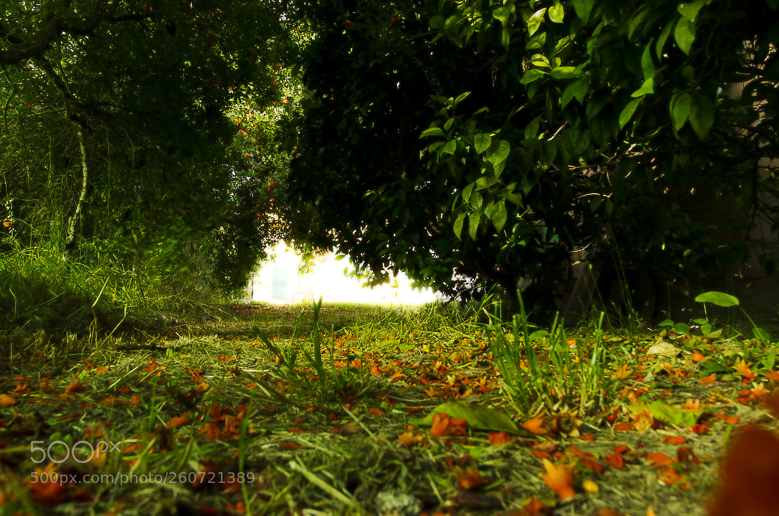 Nikon D5100 sample photo. Little forest photography