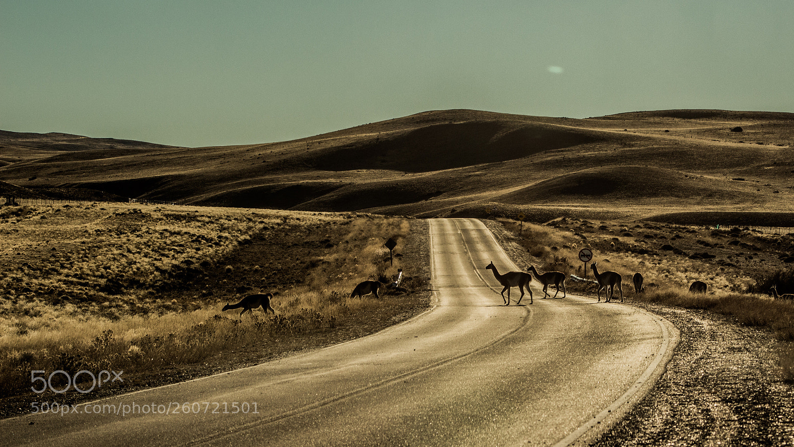 Canon EOS 700D (EOS Rebel T5i / EOS Kiss X7i) sample photo. Guanacos photography