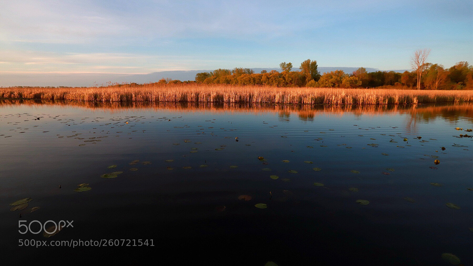 Canon EOS 6D Mark II sample photo. Marsh in the morning photography