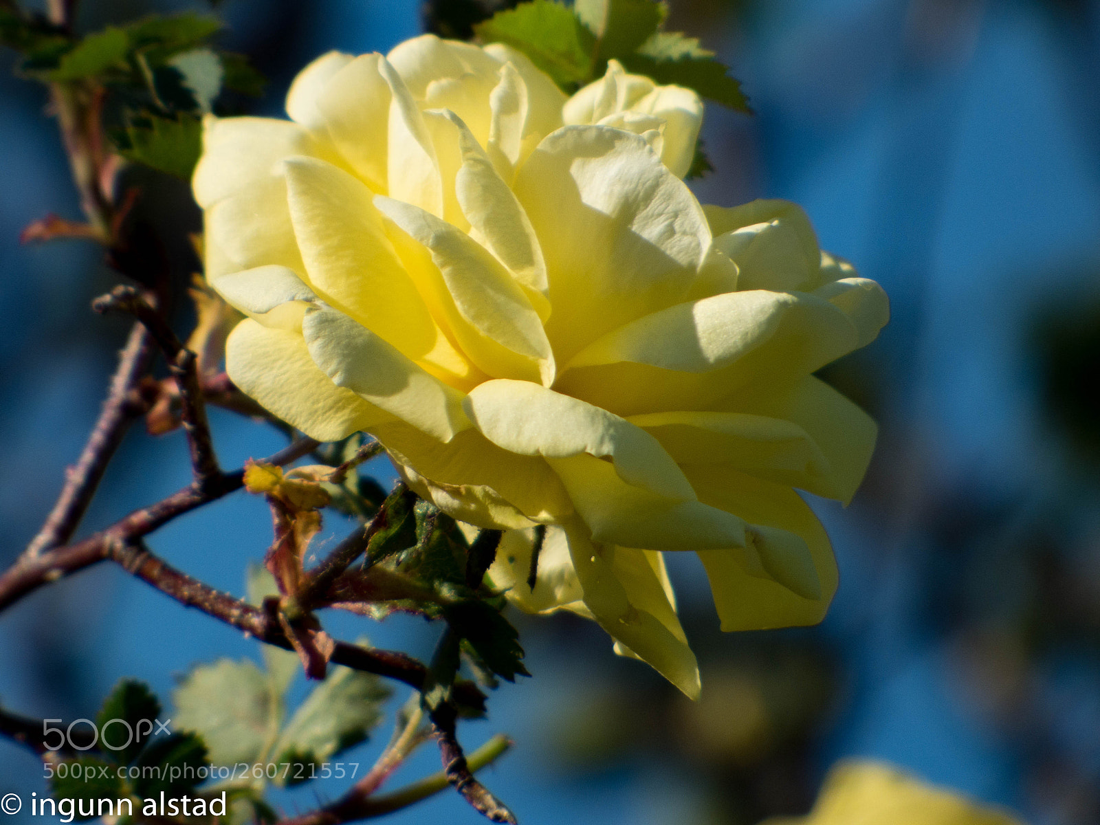 Panasonic DMC-FZ72 sample photo. Yellow rose photography