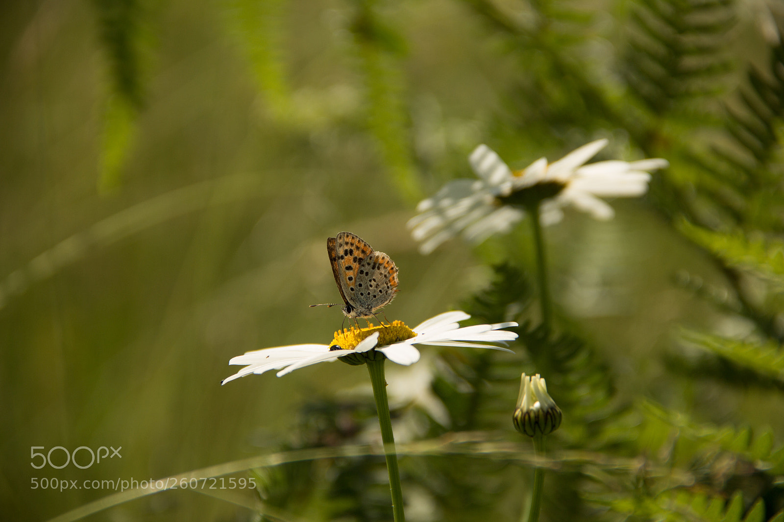 Canon EOS 60D sample photo. Tiny creature photography