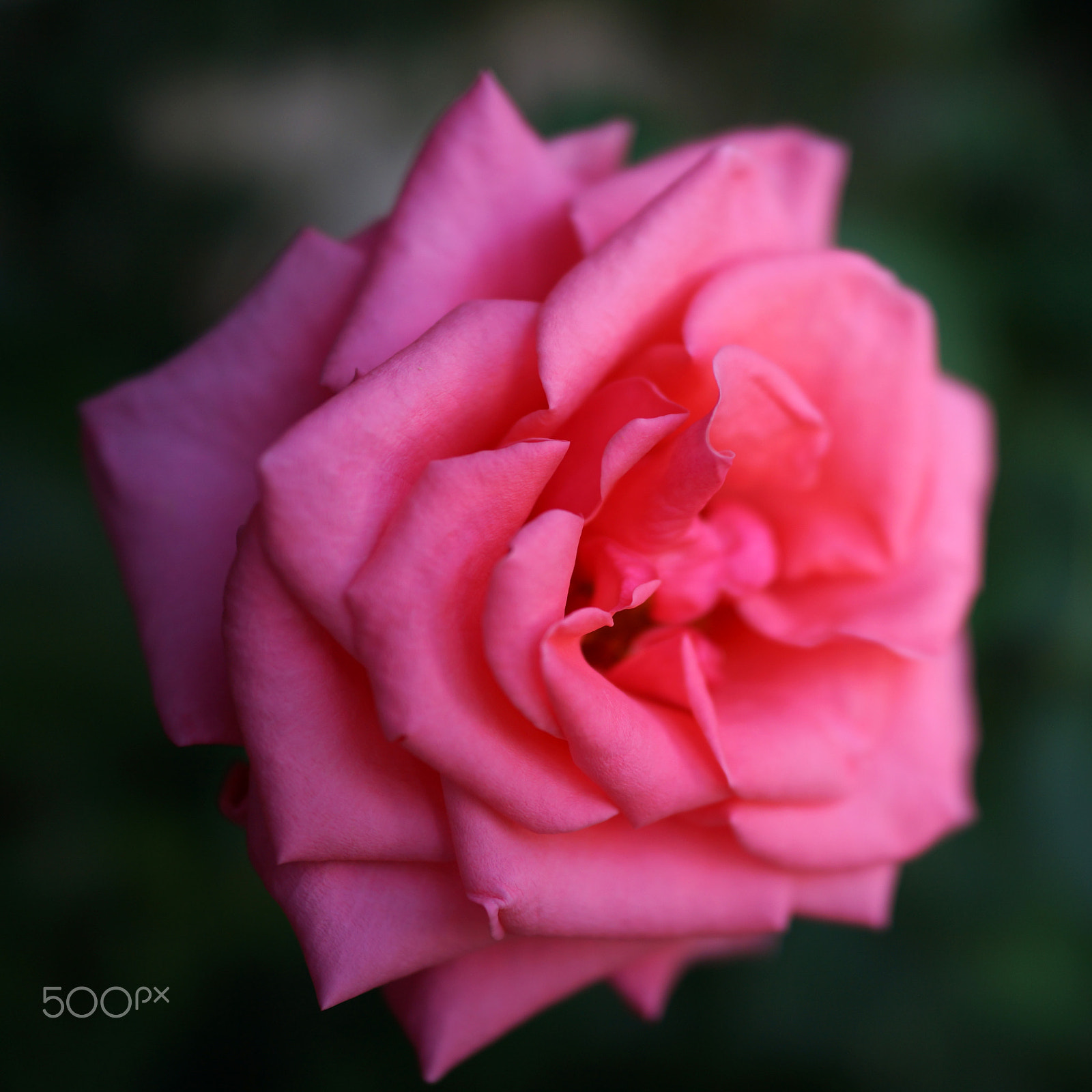 Sony Cyber-shot DSC-RX1 sample photo. Rosy rose photography