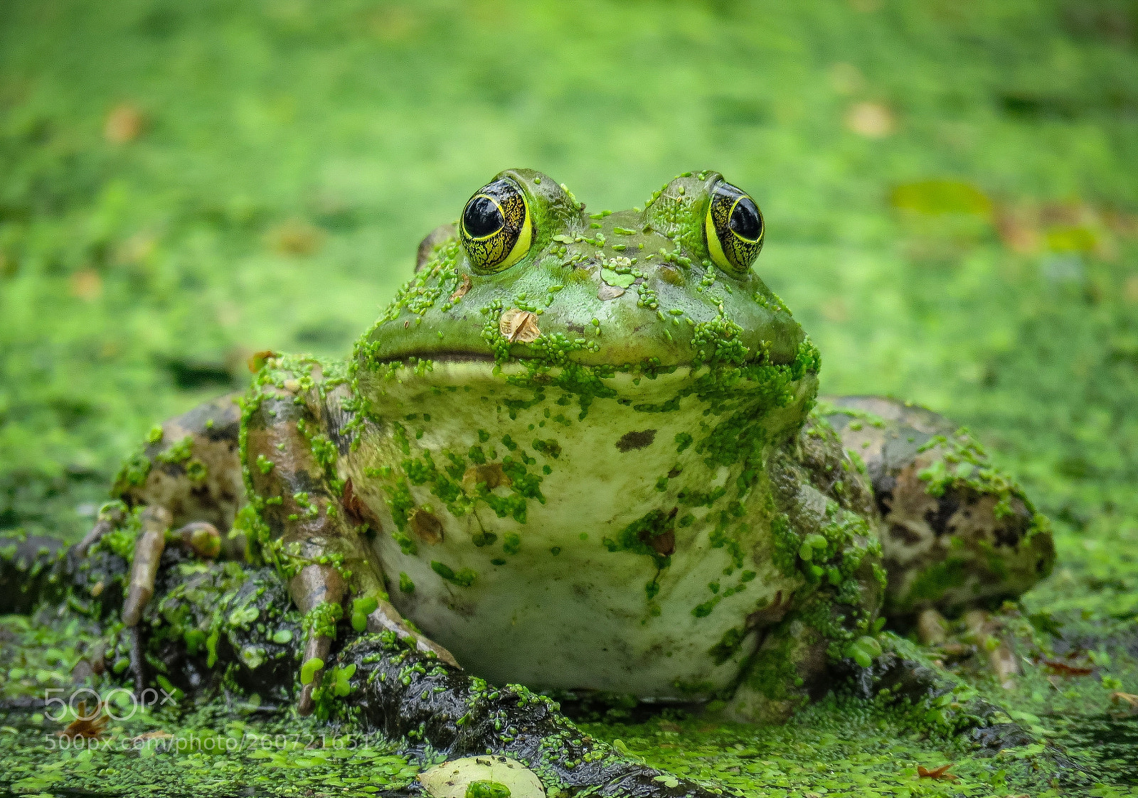 Canon PowerShot SX60 HS sample photo. Bullfrog photography