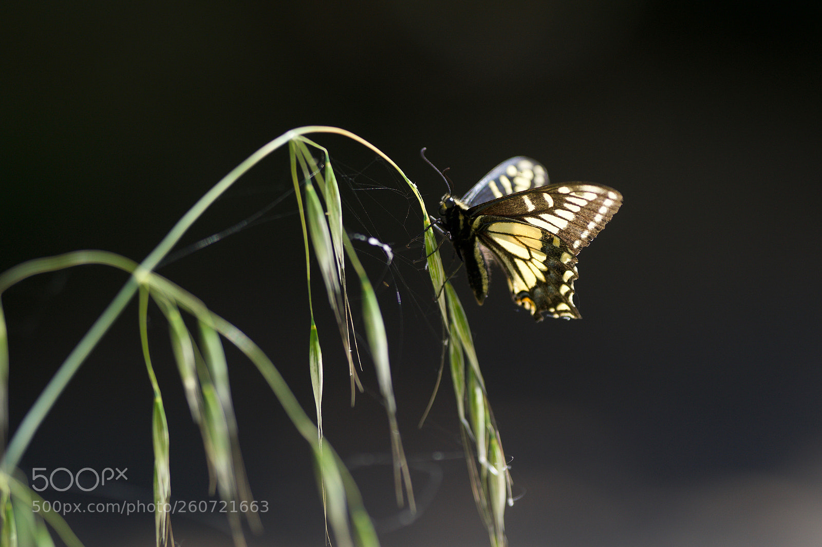 Sony a6000 sample photo. Tiger time photography