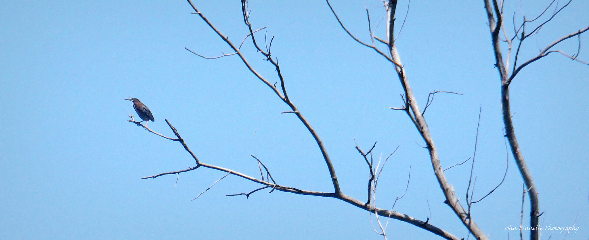 Samsung NX500 sample photo. Green heron june 3 photography