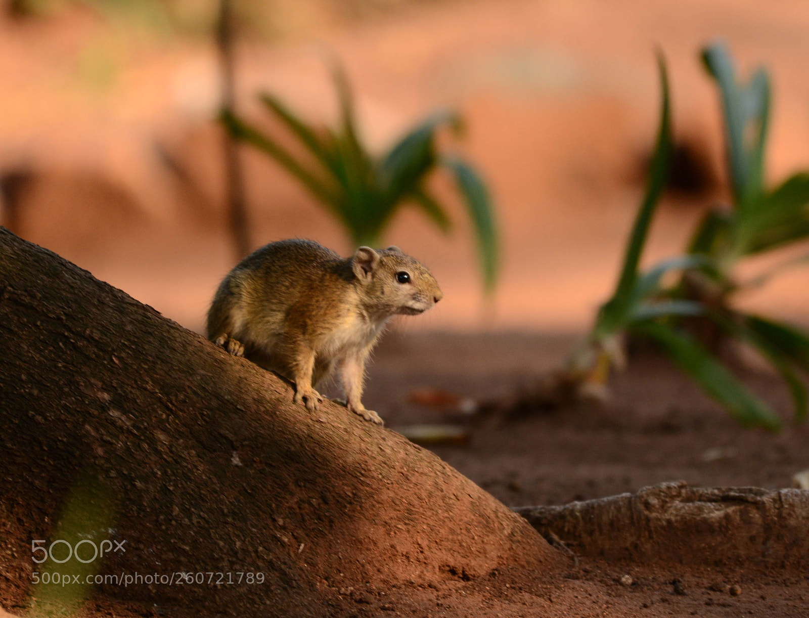 Nikon D7100 sample photo. Squirrel photography
