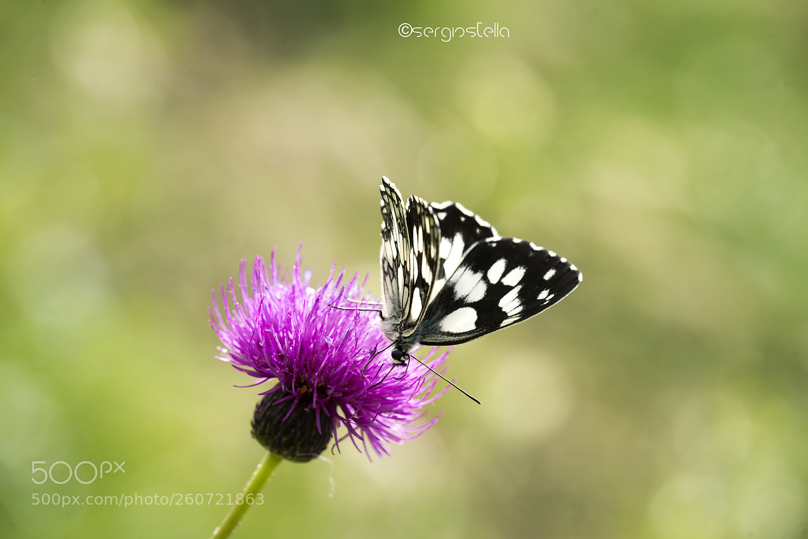 Nikon D610 sample photo. Marbled white____ photography