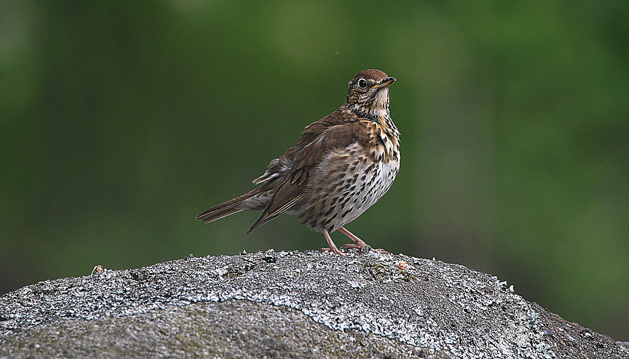 Sigma 150-600mm F5-6.3 DG OS HSM | C sample photo. Cock  of  the  rock photography