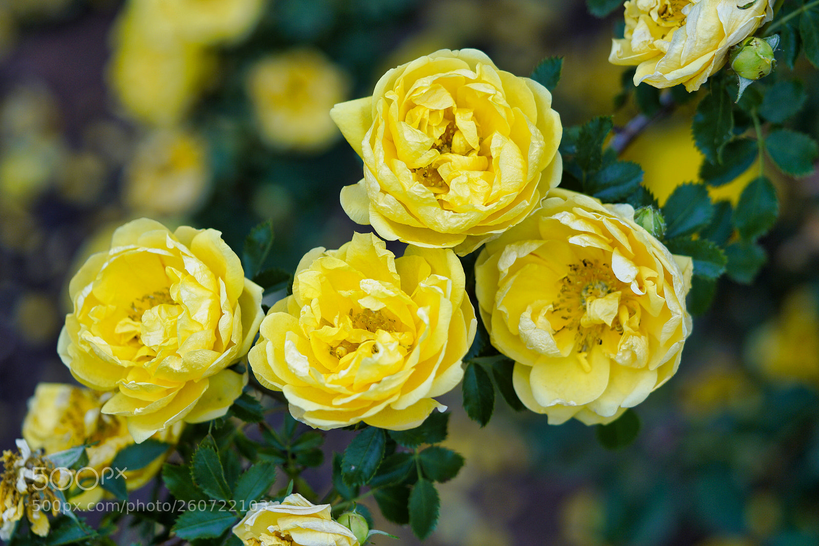 Sony a7R II sample photo. Yellow roses. photography