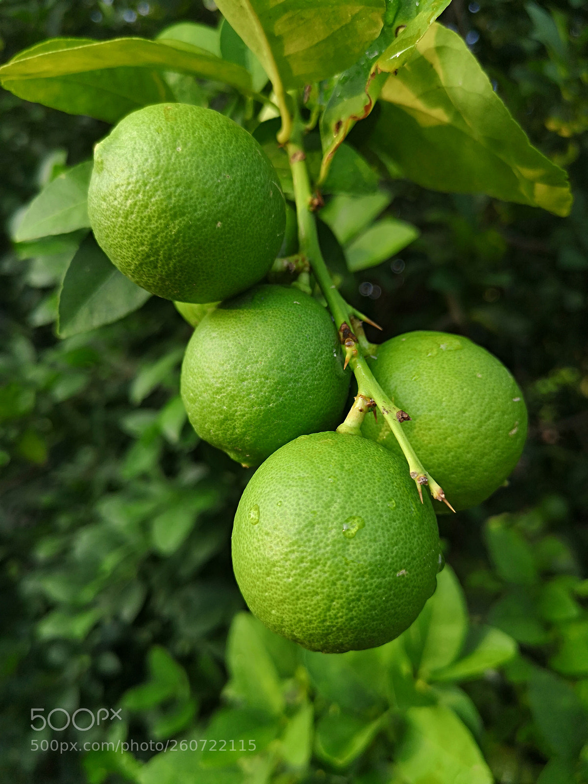 HUAWEI P20 sample photo. Untitled photography