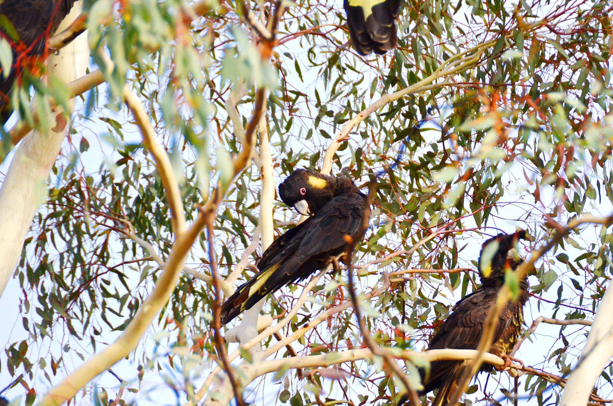 Nikon D5100 sample photo. Black cockatoo photography
